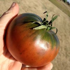 Tomate Cherokee Purple en plants