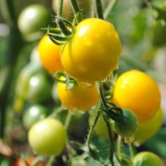 Tomate Cherry Yellow en plants - Tomate-cerise