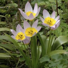 Tulipe botanique bakeri Lilac Wonder