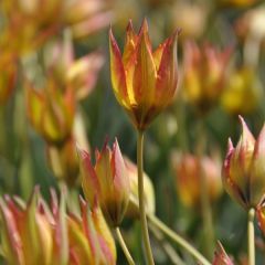 Tulipe botanique orphanidea Flava