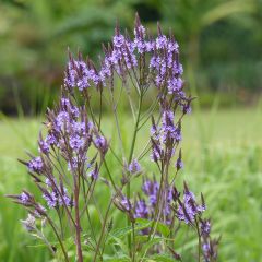 Verveine - Verbena hastata