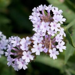 Verbena rigida Polaris, Verveine