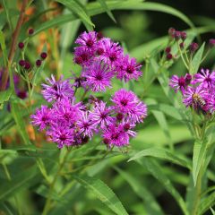 Vernonia crinita - Vernone