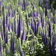 Veronica spicata Blue Candles - Véronique en épis