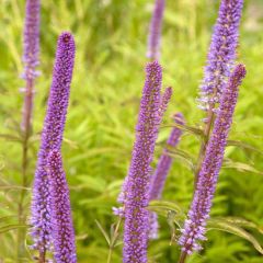 Veronicastrum virginicum Red Arrows - Véronique de Virginie