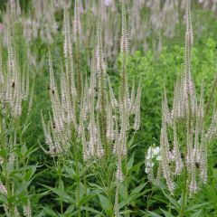 Veronicastrum virginicum Lavendelturm - Véronique de Virgine lavande pâle