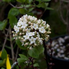 Viorne - Viburnum (x) carlcephalum 