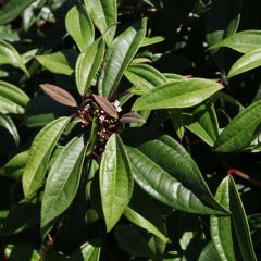 Viorne de David - Viburnum davidii Angustifolium