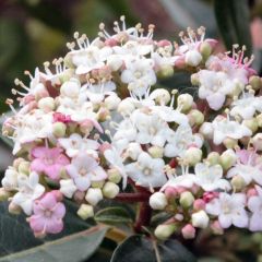 Viorne, Laurier Tin- Viburnum tinus Spirit