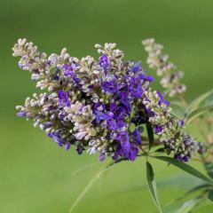 Vitex agnus-castus Blue Puffball - Gattilier