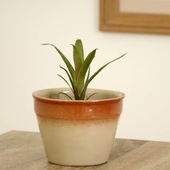 Vriesea Christiane