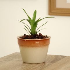Vriesea Delphinus
