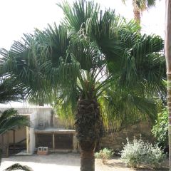 Washingtonia filifera - Palmier à jupon