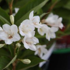 Weigela Candida - Weigélia