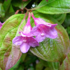 Weigela Wings of Fire 