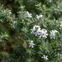 Westringia fruticosa Mundi - Romarin d'Australie