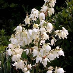 Yucca filamentosa