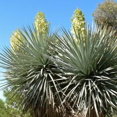 Yucca rigida - Yucca bleu