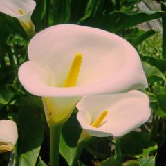 Zantedeschia aethiopica Pink Mist - Arum d'Ethiopie rose pâle.