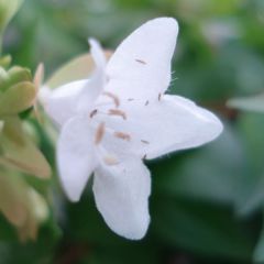 Abelia grandiflora Francis Mason