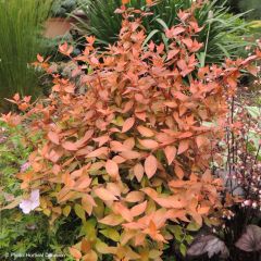 Abelia grandiflora Caramel Charm - Abélia à grandes fleurs