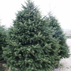 Sapin de Noël de Nordmann - Abies nordmanniana en pot de 4L/5L
