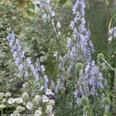 Aconit bleu pâle - Aconitum Stainless Steel