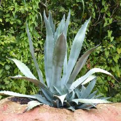 Agave americana - Agave d'Amérique