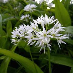 Ail des ours - Allium ursinum (Bulbes)