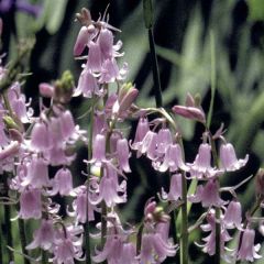 Scille campanulée Rose