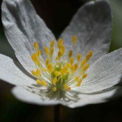 Anemone nemorosa - Anémone des bois