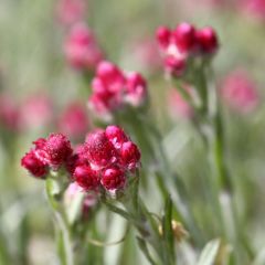 Antennaria dioica Rubra - Antennaire dioïque