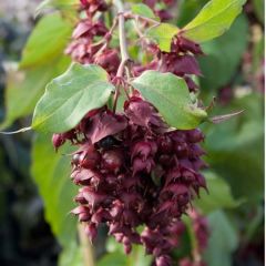 Arbre aux faisans Purple Rain