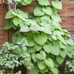 Aristoloche - Aristolochia macrophylla (durior)