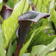 Arum ou Calla noir - Zantedeschia Schwartzwalder