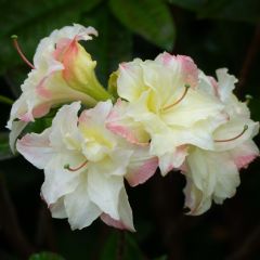 Azalée de Chine Cannon's Double - Rhododendron hybride