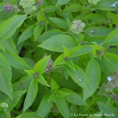 Basilic Anis Bio - Ferme de Sainte Marthe