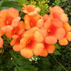 Campsis radicans Indian Summer - Bignone de Virginie 