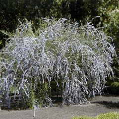 Buddleia alternifolia - Arbre aux papillons