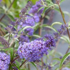 Buddleia davidii Nanho Blue  - Arbre aux papillons nain