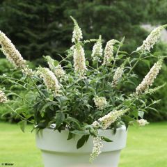 Buddleia White Chip  - Arbre aux papillons nain