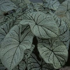 Caladium Candidum