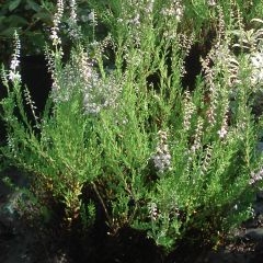 Bruyère d'été - Calluna vulgaris Spring Torch