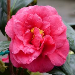 Camélia Adolphe Audusson - Camellia japonica