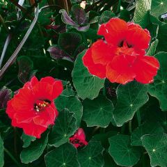 Capucine Red Wonder double - Tropaeolum majus