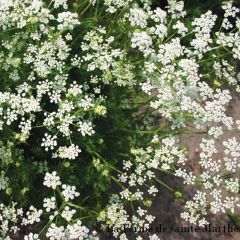 Cumin des prés ou Carvi Bio - Ferme de Sainte Marthe