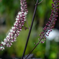 Cimicifuga Carbonella - Actaea simplex