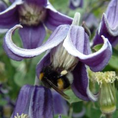 Clématite - Clematis Fascination