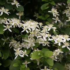 Clématite - Clematis terniflora