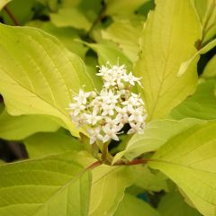 Cornus alba Aurea - Cornouiller blanc